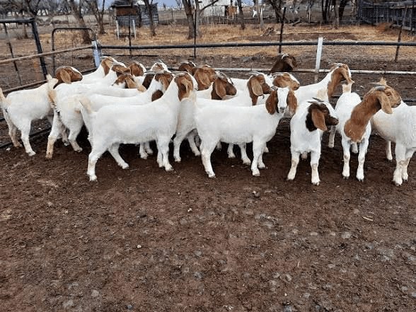 🐐 farm- Mature male and female foreign boer goat for sale